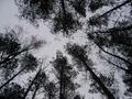 #3: вид вверх -- The view upwards