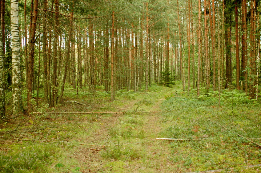 Forest road