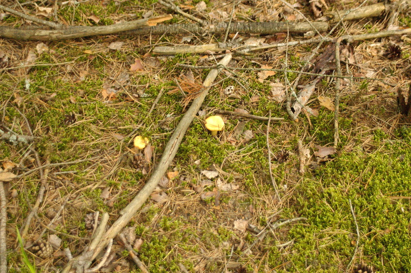 Chantarelles