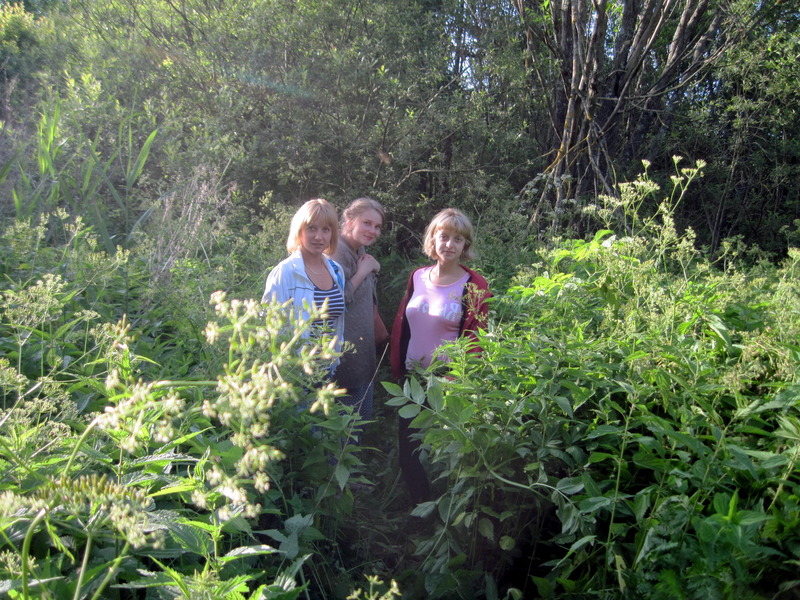 Nettles and cow parsnips