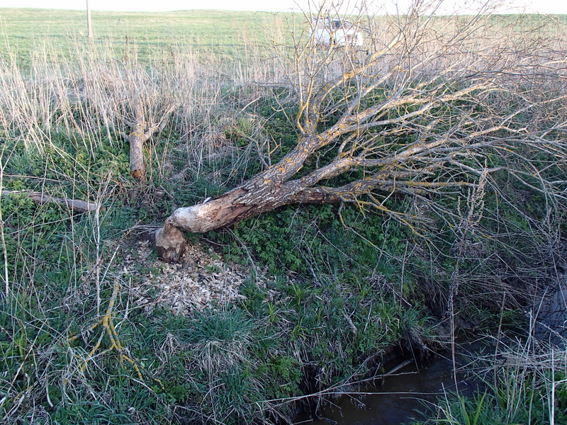 Beaver was here / Здесь был Бобр