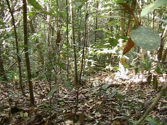 The Confluence, deep in Belizean rainforest