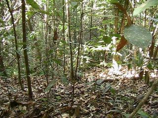 #1: The Confluence, deep in Belizean rainforest