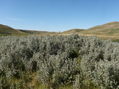 #2: Wolf willow patch and view into Montana