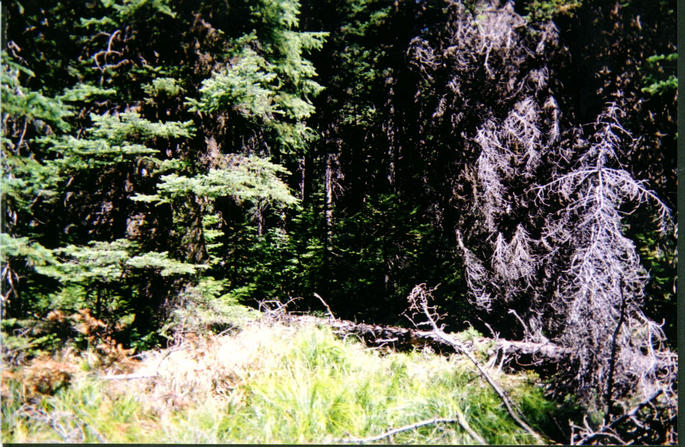 Looking north in Alberta