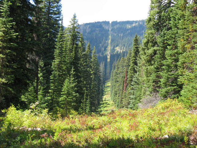 Cutline looking west from International Boundary point on trail