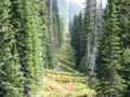 #9: Cutline looking east from International Boundary point on trail