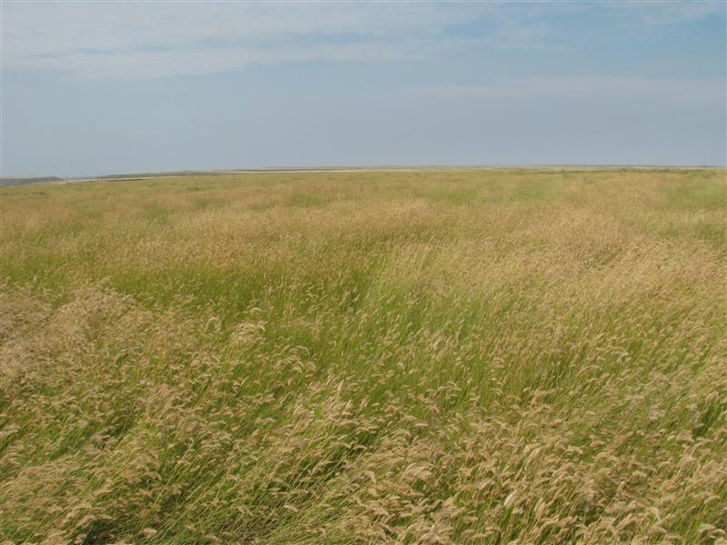 View North with the top of the South Saskatchewan River Valley just visible in the distance.