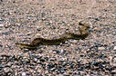 #6: Local rattlesnake