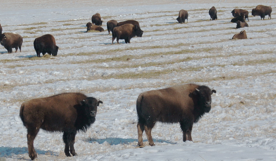 Farmed Bison