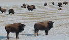 #6: Farmed Bison