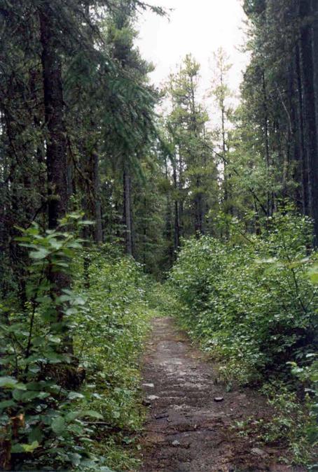 The Lusk Pass trail, nearest point to the confluence (660 m)