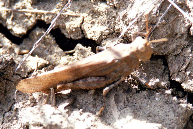 A grasshopper hides its mud-coloured body against the cracked dry soil of the Red Deer Valley