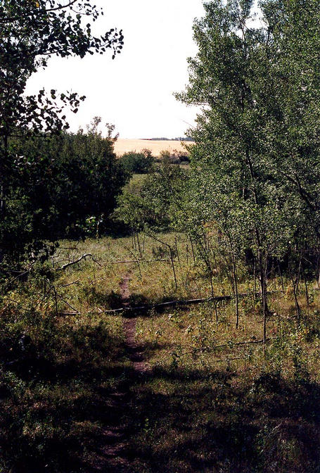 Looking south from the confluence down a cowpath