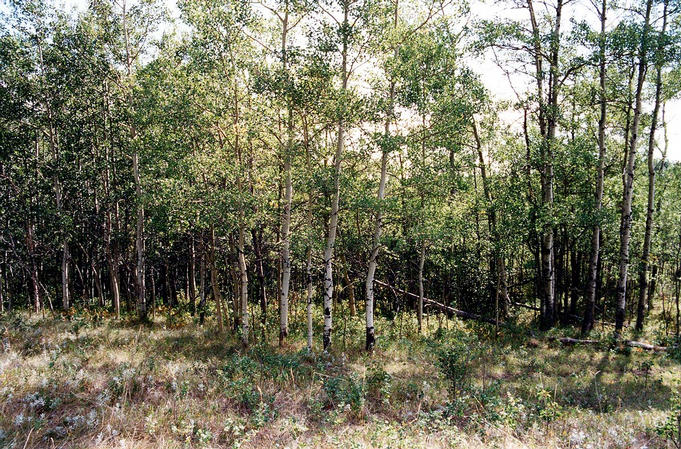 To the east is an aspen grove; the tree in the centre marks the confluence.