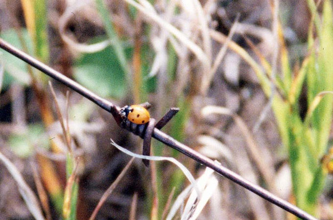 A ladybird beetle crawls along barbed wire near the confluence