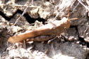 #10: A grasshopper hides its mud-coloured body against the cracked dry soil of the Red Deer Valley