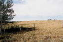 #2: Looking west across the fence to another field