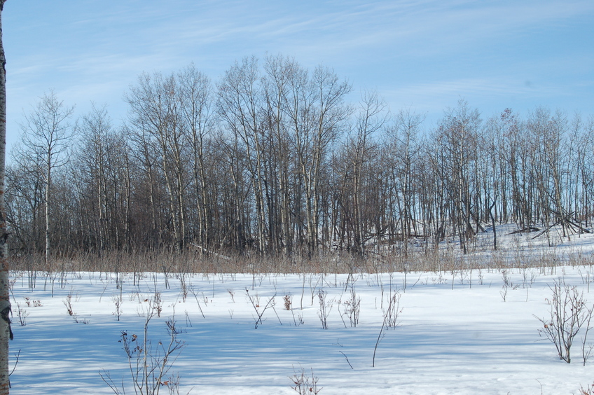 View toward the point - in the woods