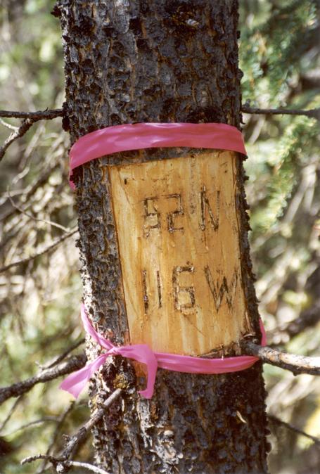 The recently vandalized tree near the confluence