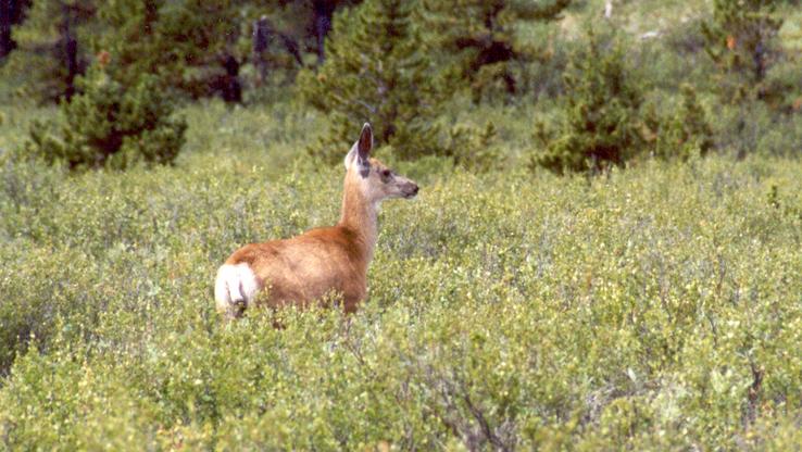 One of the deer we encountered