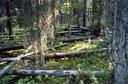 #2: Kilometres of deadfall to deal with