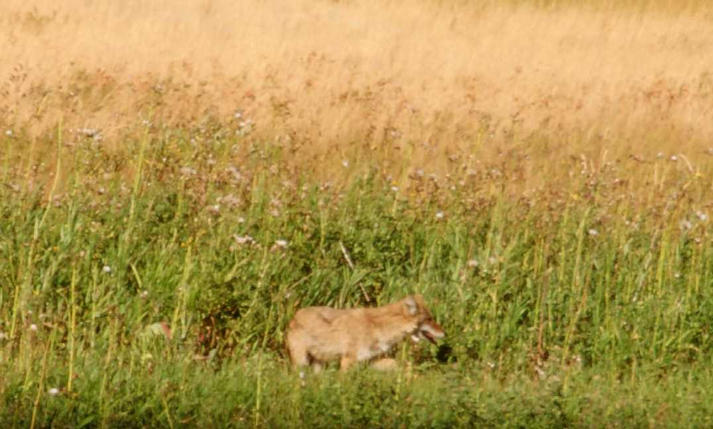 Coyote seen near the confluence.