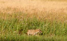 #7: Coyote seen near the confluence.