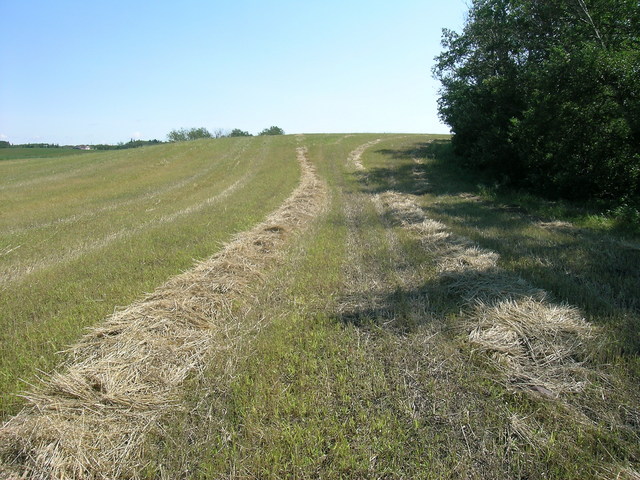 Looking east from the confluence.