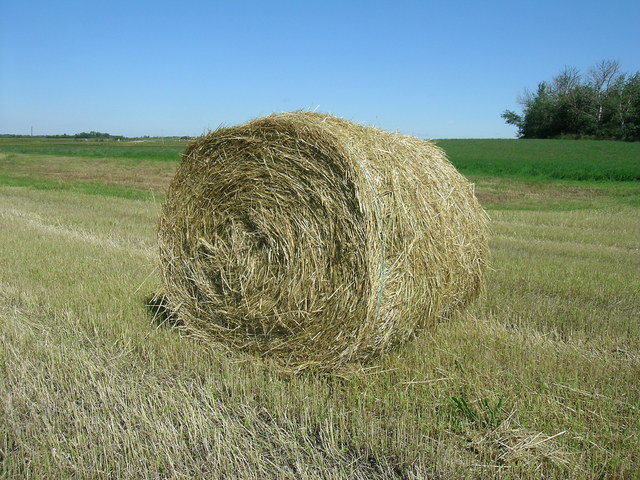 Hay bales near the confluence.