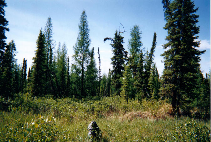 View south. The lighter green trees are Tamarack Larch