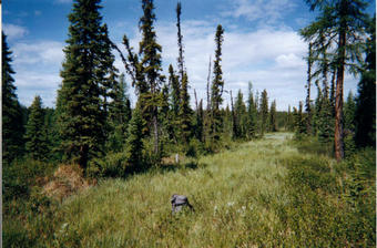 #1: The confluence is marked by my pack sitting on a log on a cutline in a muskeg.