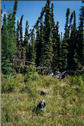 #2: View north. Stand of Black Spruce in the background.