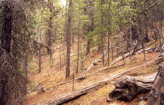 The view north along the slope