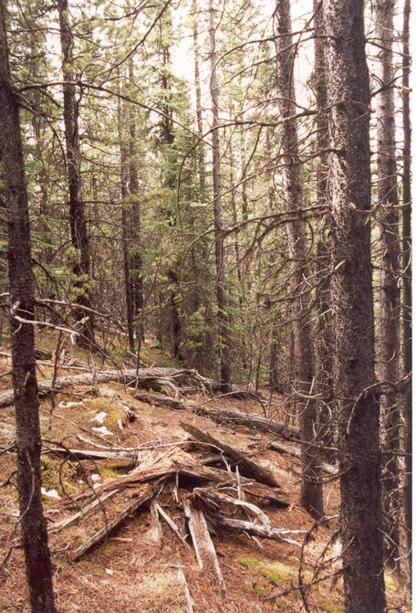 The view south along the slope