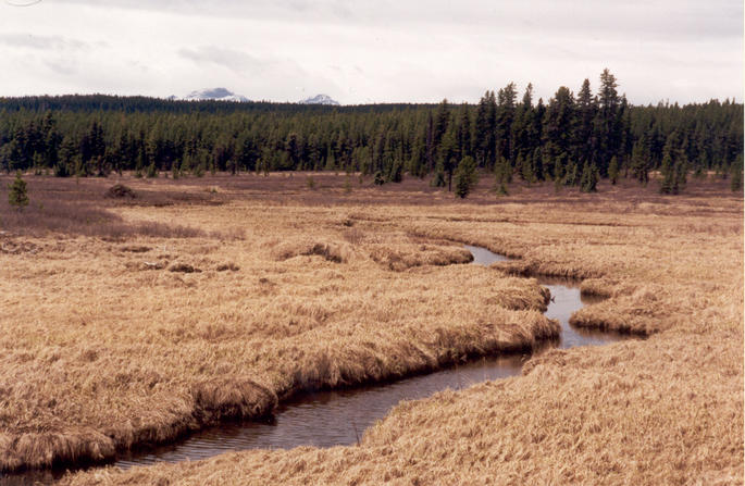 Chief Creek, 10 km from the confluence