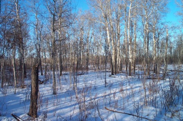 Looking north of the confluence.