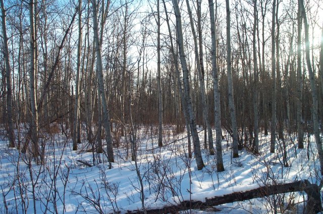 Looking south of the confluence.