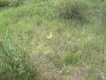 #6: Looking at the Confluence-118/54