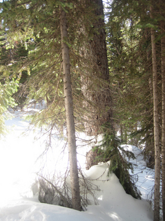 #1: The confluence appeared on the GPS just to the left of the trees