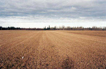 #1: Stubble: The north view, with electronic thermometer on the confluence