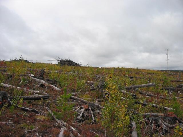 North view from point