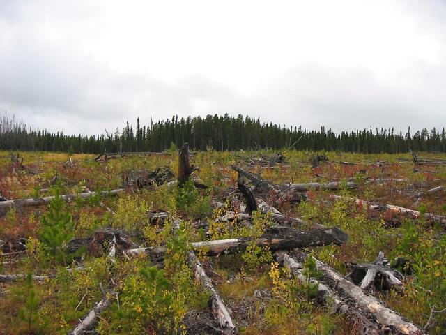 West view from point