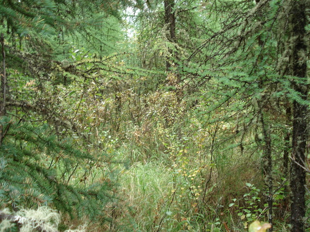 View looking West
