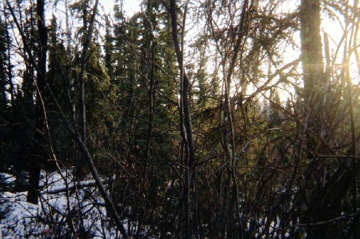 (Magnetic) East View from Confluence