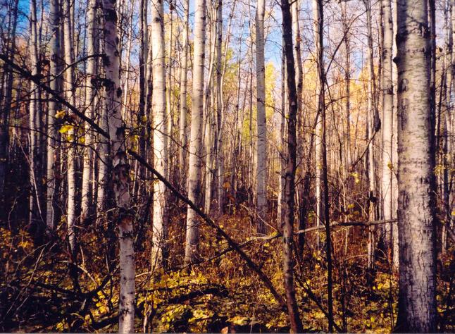 North view from the confluence