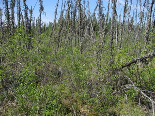 #1: Confluence point from about 5 metres away, facing west.