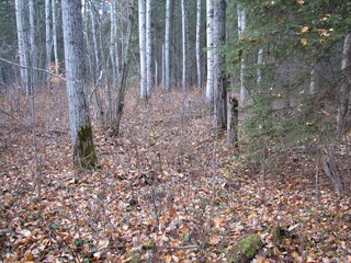 #1: A view of the confluence area.