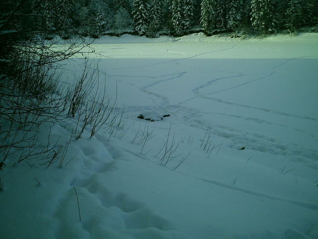 Facing southwest with moose carcass and wolf tracks in the foreground