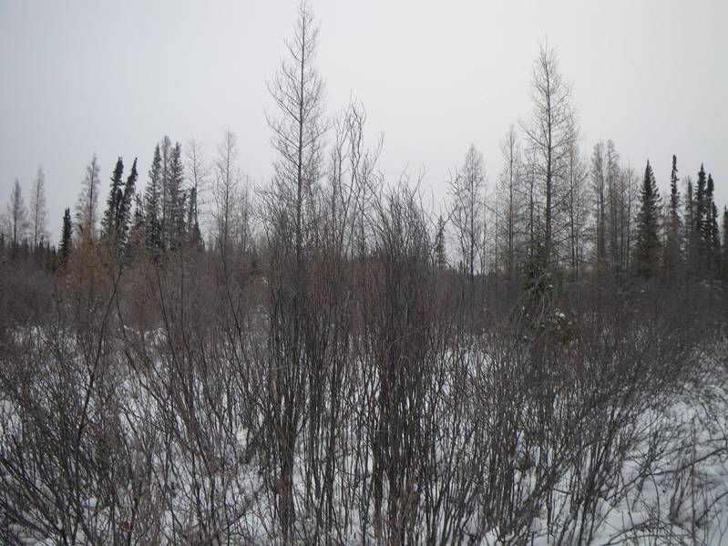 View of the confluence, looking east.